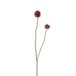 Allium
