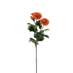 Chrysanthemum