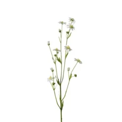 Cosmos