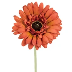 Gerbera
