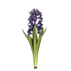 Hyacint snittblomma