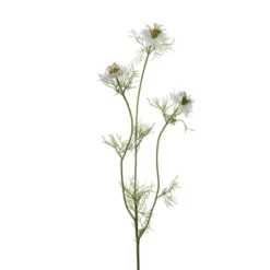 Nigella