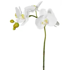 Phalaenopsis Vit