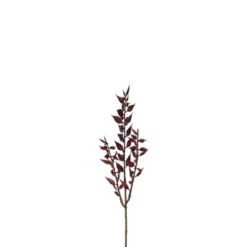Ruscus