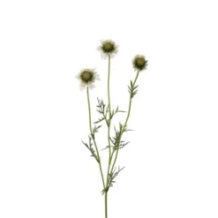 Scabiosa utslagen