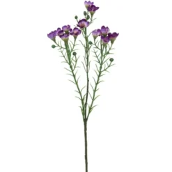 Vaxblomma