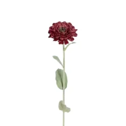 Zinnia